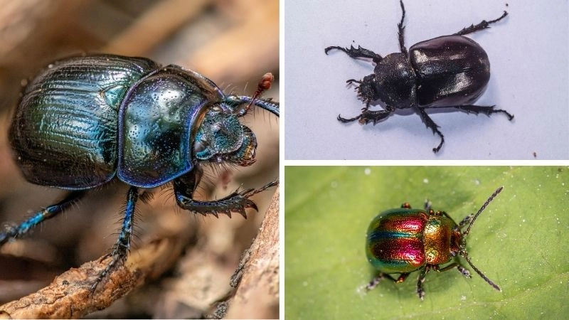 Bọ cánh cứng sinh vật nhỏ bé của tự nhiên