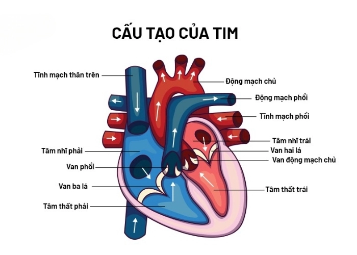 Bạn đã biết Cấu tạo và chức năng của “ Trái tim” là gì chưa