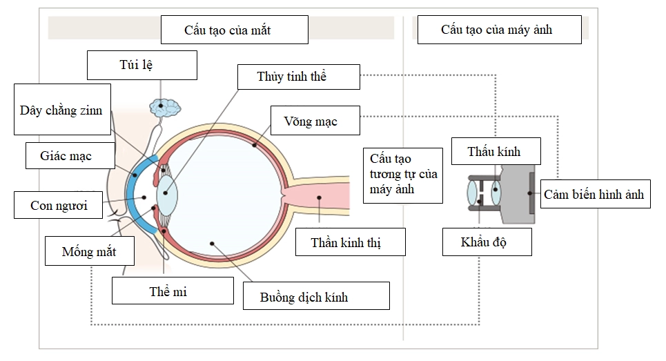 Hiểu rõ cơ chế phản xạ ánh sáng của đồng tử