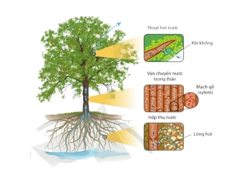 Khám phá nhanh rễ cây là gì