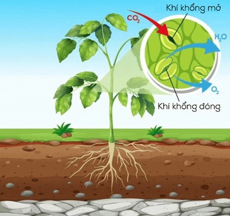 Khám phá vai trò của khí khổng trong lá cây và sự sống