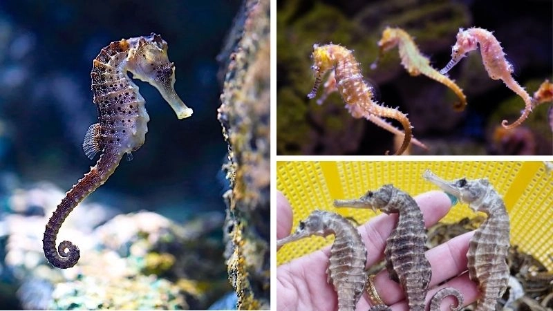 Cá ngựa sinh sản với phương thức độc đáo tự nhiên