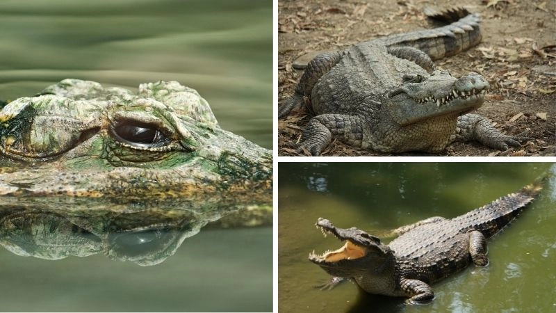 Răng cá sấu vũ khí sắc bén của thiên nhiên