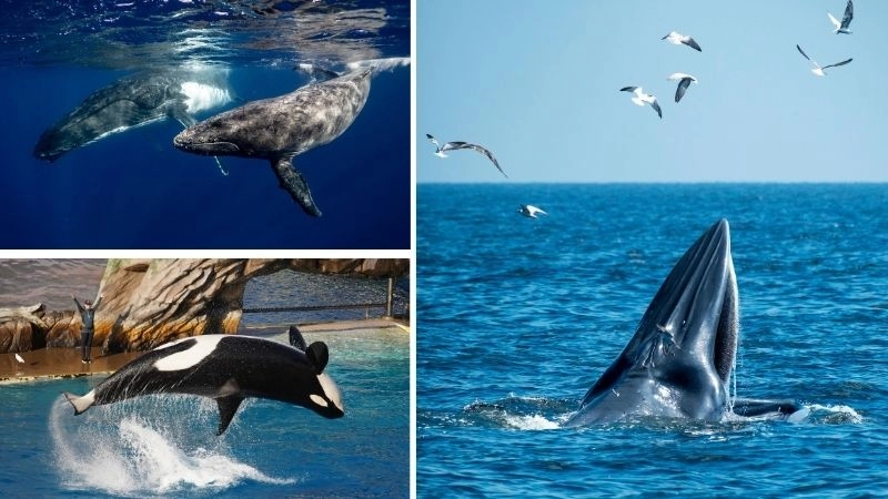 Cá voi hát giai điệu bí ẩn của đại dương