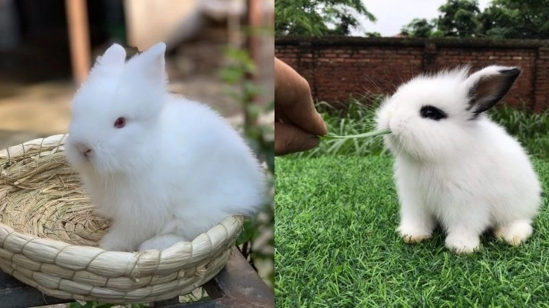 Thức ăn cho thỏ đảm bảo dinh dưỡng và sức khỏe tốt
