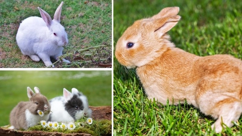 Chăm sóc thỏ đúng cách để chúng khỏe mạnh và hạnh phúc