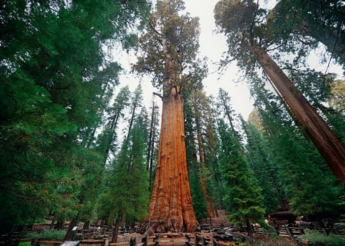 Khám phá giới thiệu về General Sherman qua ảnh siêu ấn tượng