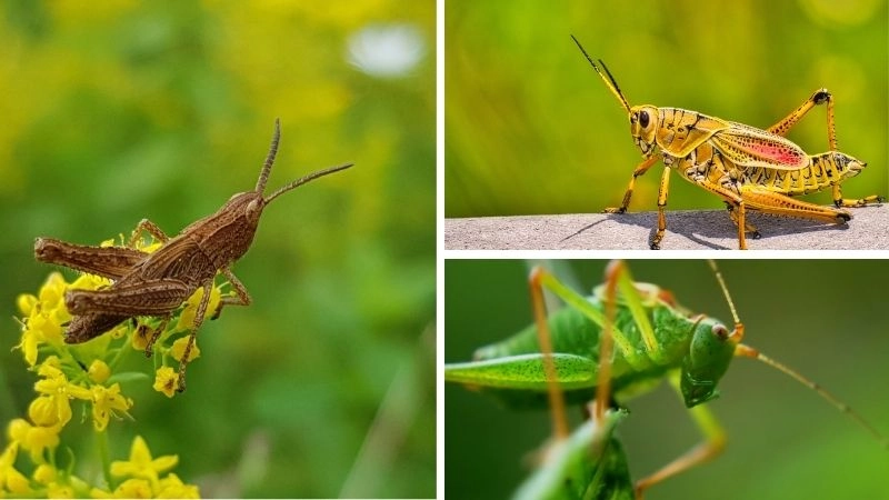 Vai trò châu chấu trong chuỗi thức ăn tự nhiên