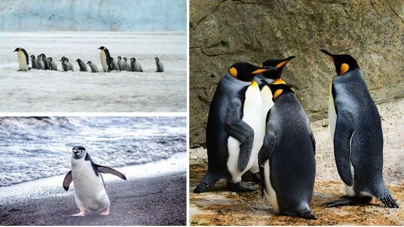 Bảo tồn chim cánh cụt nỗ lực cứu loài khỏi nguy cơ