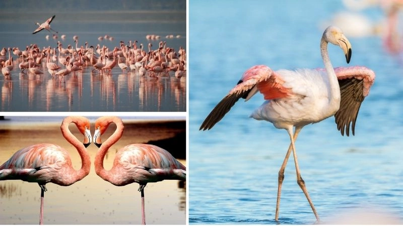 Màu sắc chim hồng hạc làm nên vẻ đẹp rực rỡ