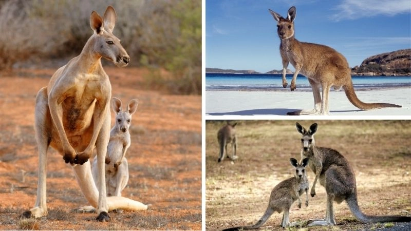 Joey chuột túi hành trình phát triển kỳ diệu