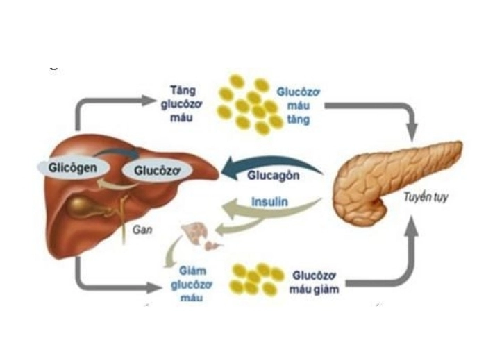 Hiểu rõ hormone insulin hoạt động ra sao trong máu