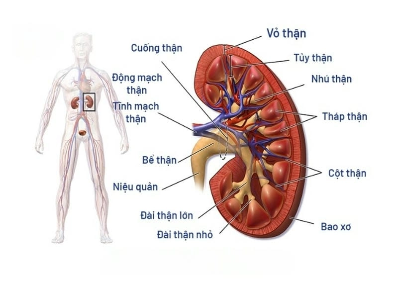 Khám phá nhanh thận là gì