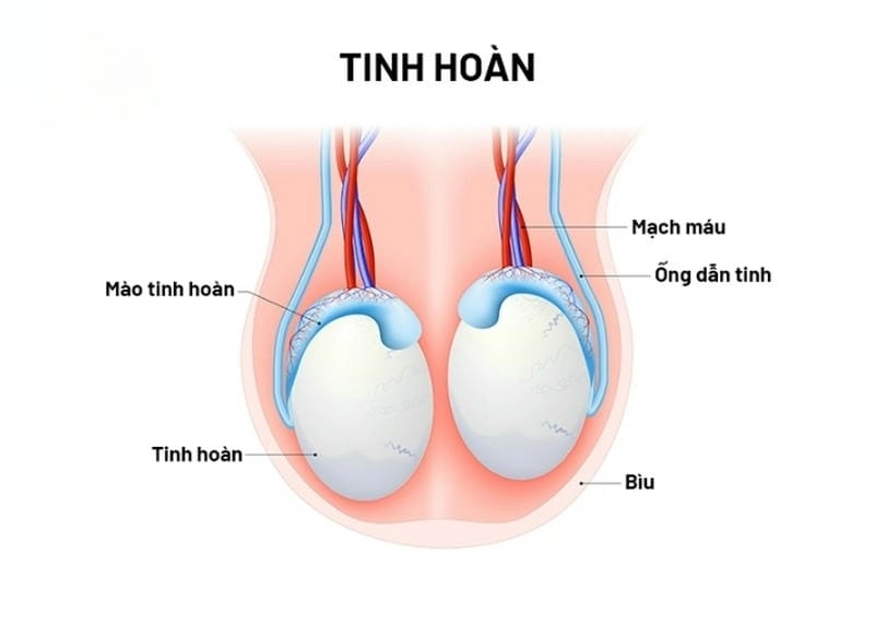 Khám phá nhanh tinh hoàn là gì