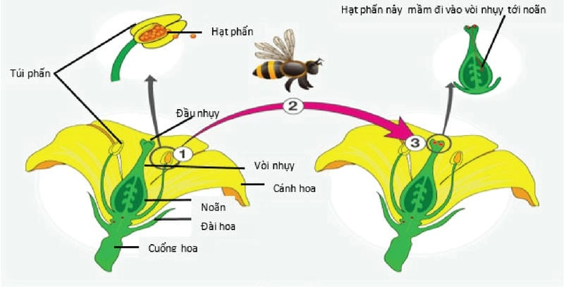 Tìm hiểu vì sao ong đóng vai trò lớn trong thụ phấn