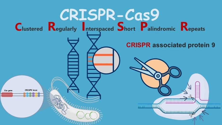 Hiểu nguyên lý hoạt động cơ bản của CRISPR-Cas9 dễ dàng hơn