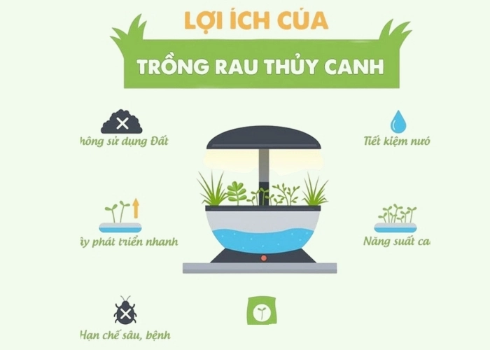 Khám phá lợi ích nổi bật của mô hình thủy canh sạch