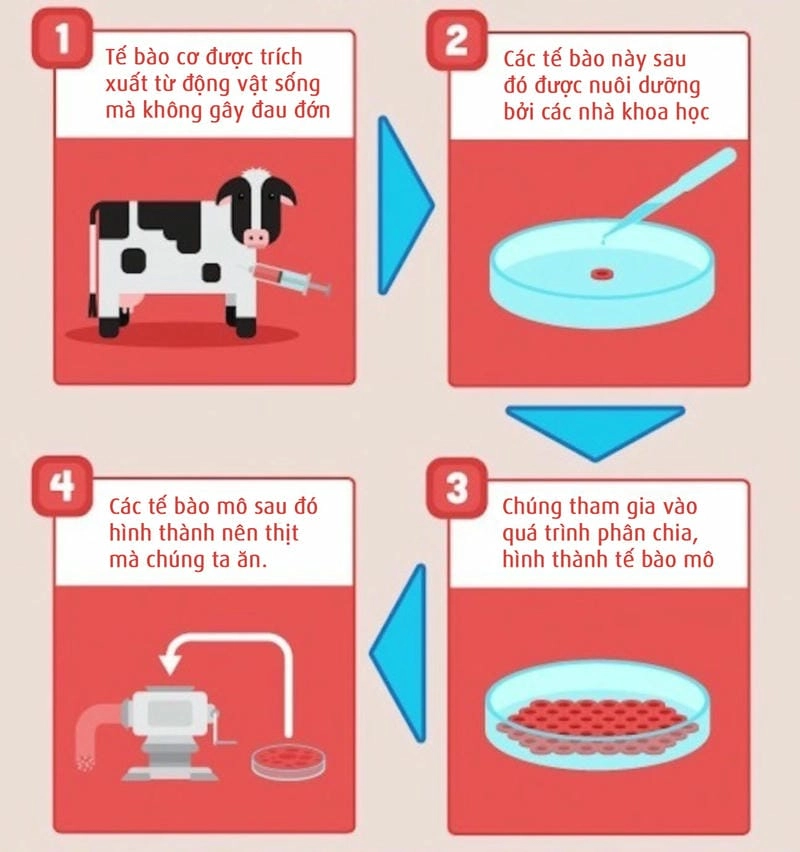 Tìm hiểu quy trình sản xuất thịt nhân tạo hiện đại