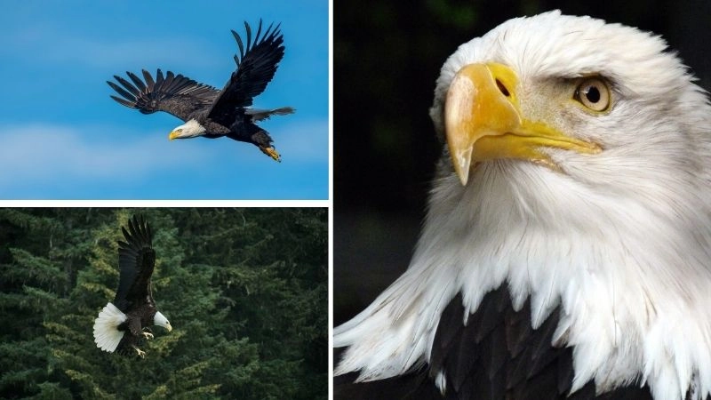 Hành vi đại bàng thể hiện sự uy nghi và thông minh