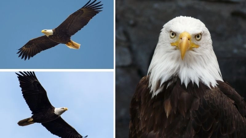 Hành vi đại bàng thể hiện sự uy nghi và thông minh