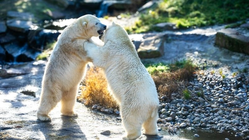 Động vật bị ảnh hưởng bởi biến đổi khí hậu