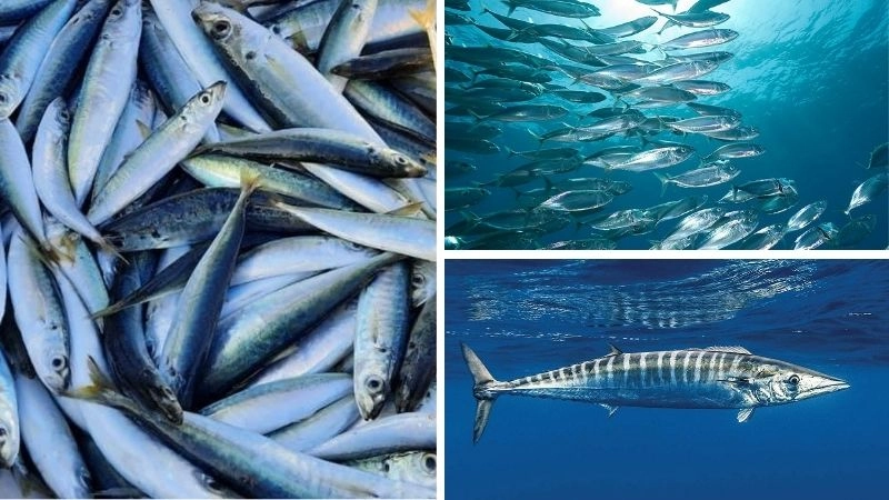 Cá thu và vai trò trong hệ sinh thái