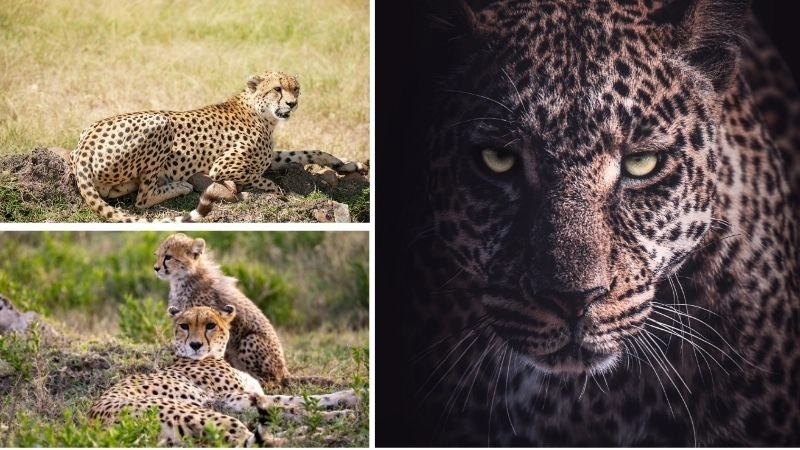 Nhanh nhất trên cạn vua tốc độ báo săn