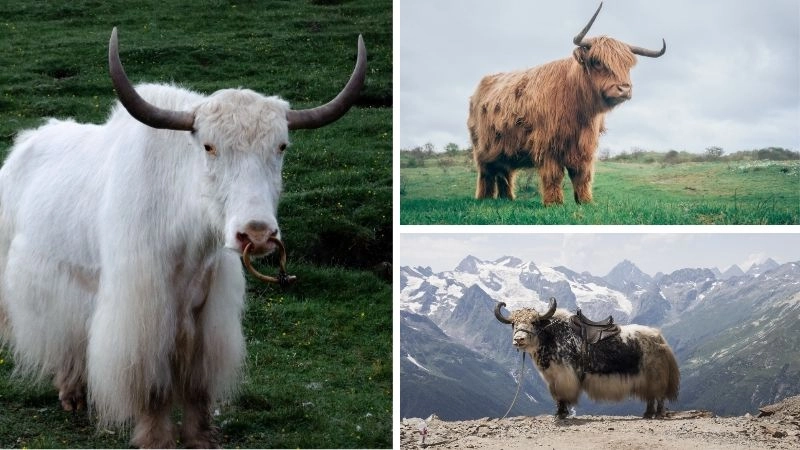Bò Tây Tạng và vai trò sinh thái