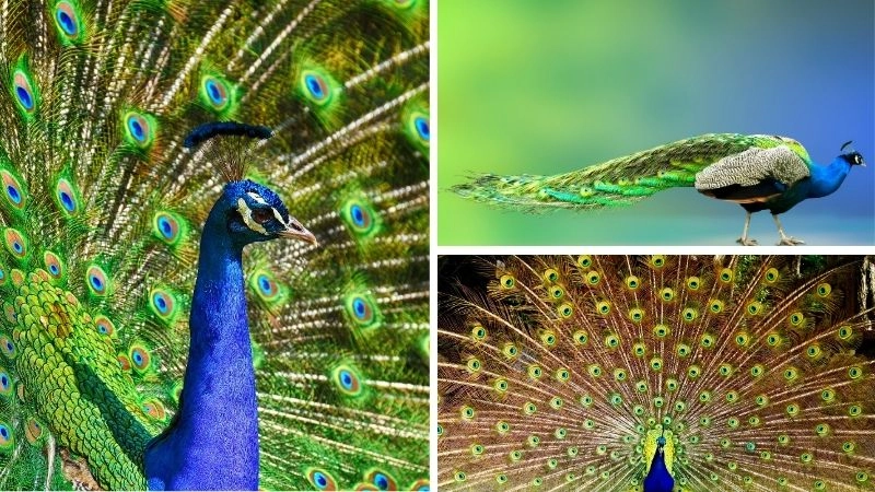 Chim công biểu tượng vẻ đẹp thiên nhiên