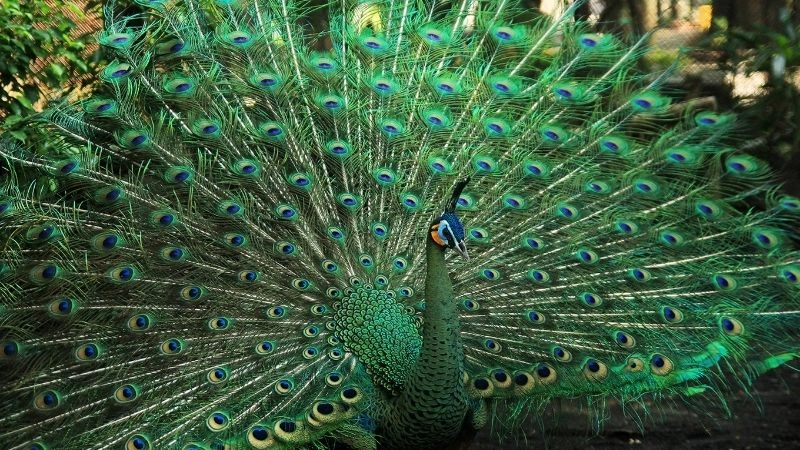 Lông sặc sỡ sức hút của chim công đực