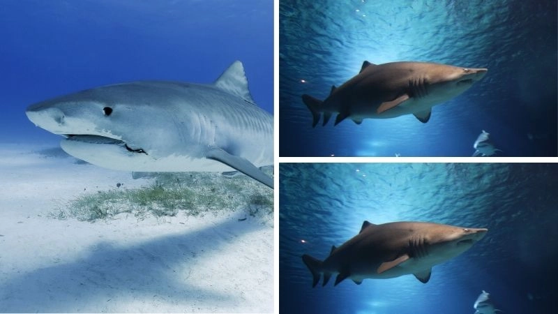 Cá mập thợ săn đáng sợ của đại dương