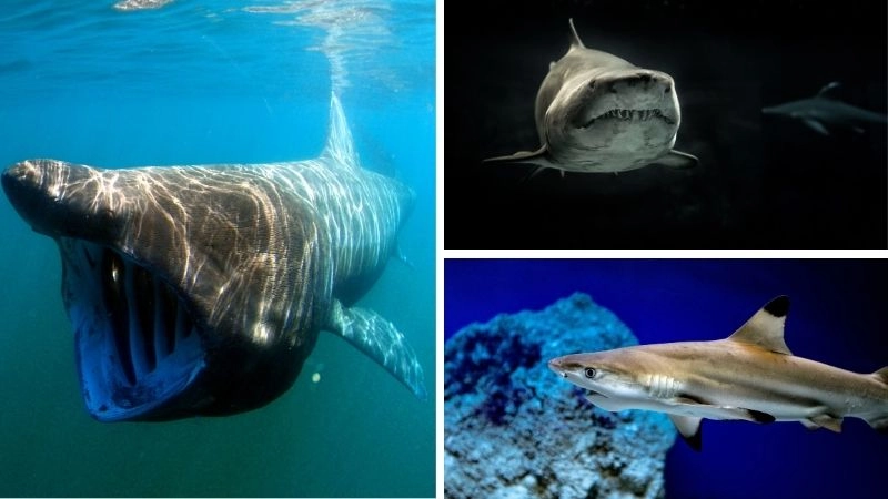 Đặc điểm động vật thích nghi của cá mập