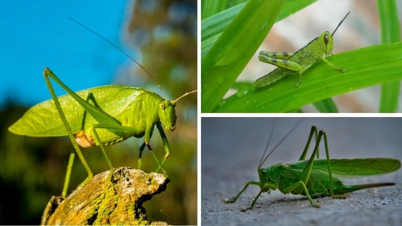 Châu chấu và vai trò sinh thái