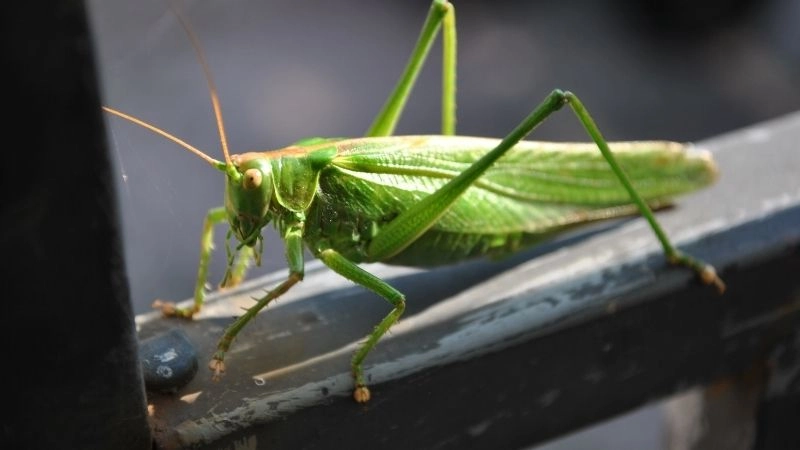 Nhảy xa nhất và khả năng sinh tồn