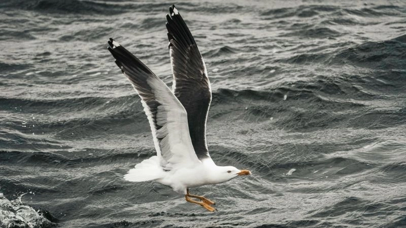 Kỷ lục chim hành trình ấn tượng của hải âu