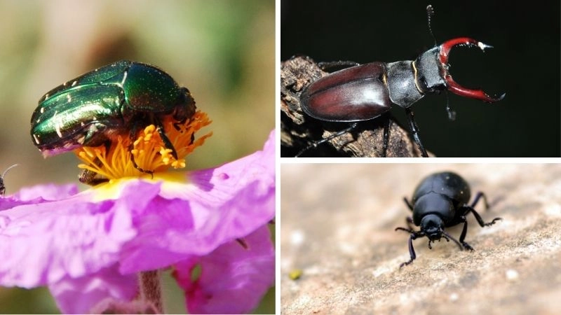 Bọ cánh cứng và vai trò sinh thái