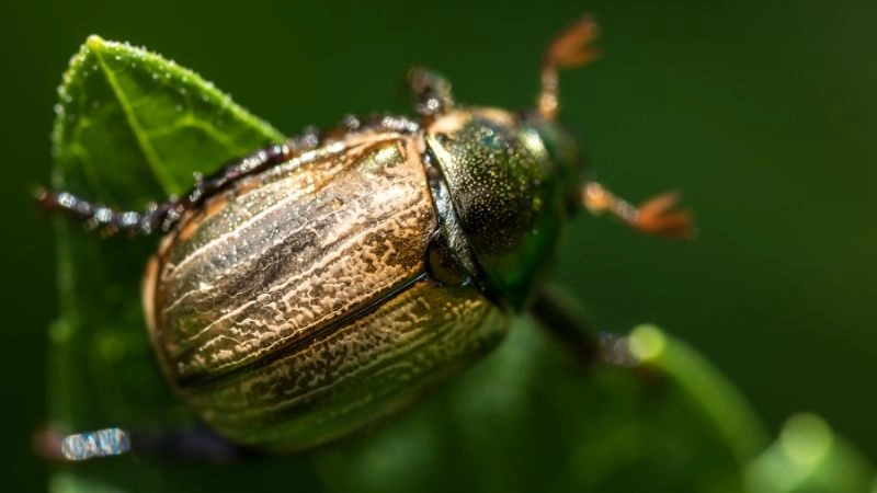 Kỷ lục động vật và đa dạng sinh học