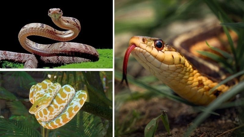 Không cần ăn và khả năng sinh tồn