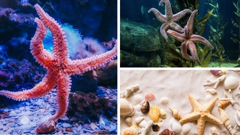 Sinh sản vô tính và ý nghĩa sinh học