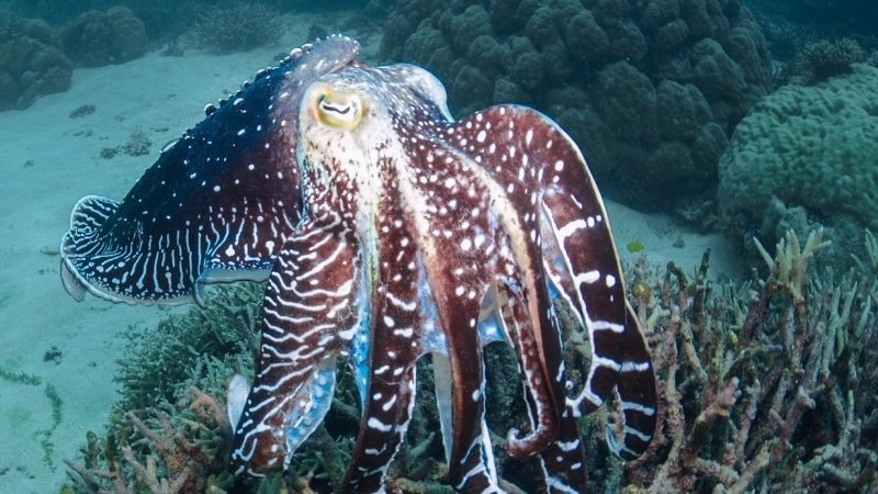 Hệ sinh thái đáy biển nền tảng sự sống