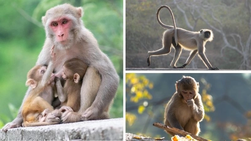 Rừng nhiệt đới kho báu đa dạng sinh học