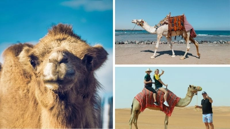 Thích nghi sa mạc chiến lược sinh tồn độc đáo