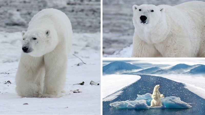 Động vật Bắc Cực sức sống trong băng giá