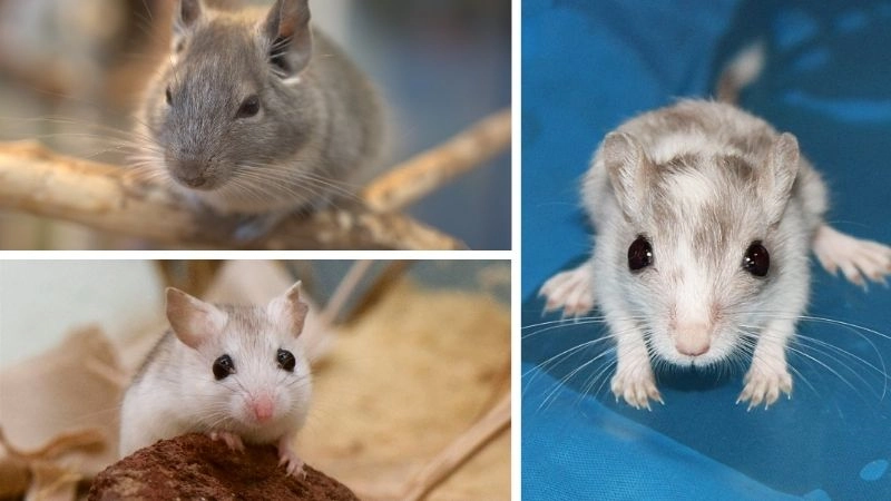 Thích nghi đô thị chiến lược sống của động vật