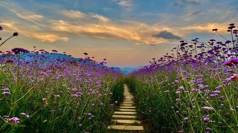 Mây trời ôm trọn thung lũng Mường Hoa lặng lẽ