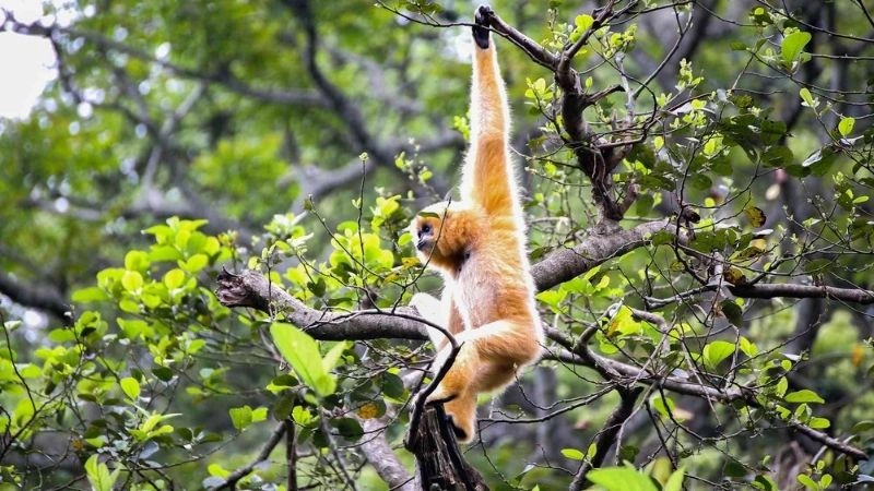 Vườn quốc gia Cúc Phương bình yên dưới tán lá