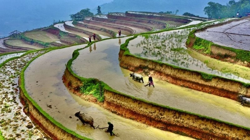 Lịch sử hình thành ruộng bậc thang Hoàng Su Phì từ bàn tay cha ông