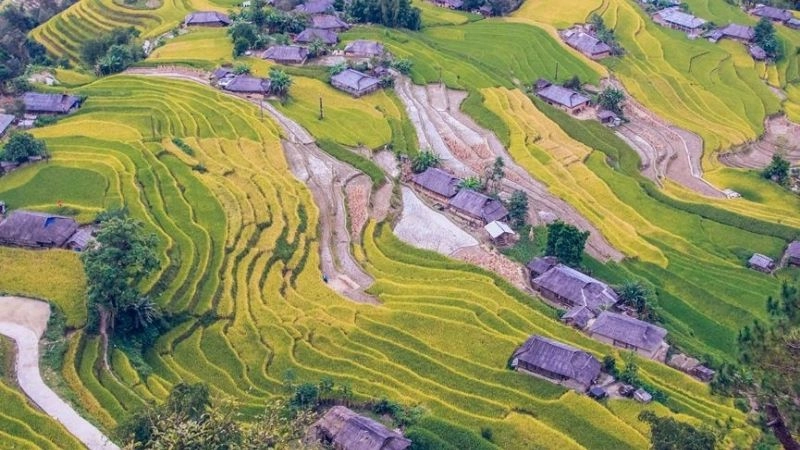 Hoàng Su Phì tuyệt đẹp giữa mùa lúa chín rộ