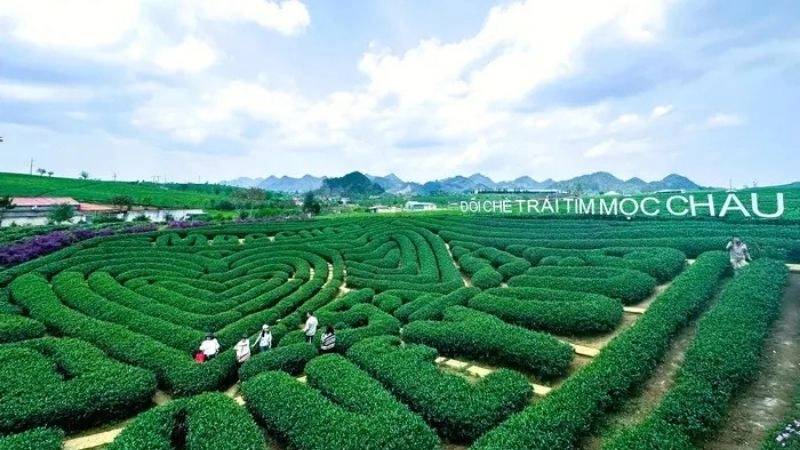 Cách di chuyển đến đồi chè Mộc Châu dễ dàng và thuận tiện