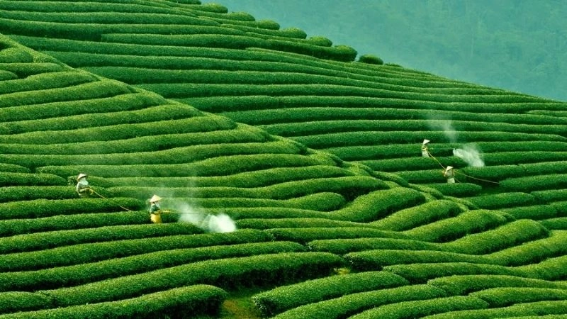 Sóng chè Mộc Châu uốn lượn như nhạc họa